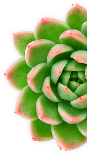 echeveria