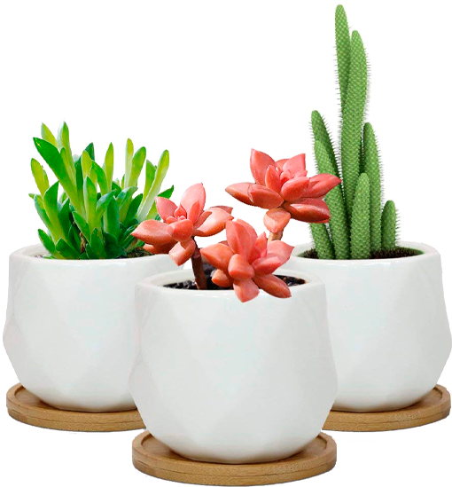 flowers big