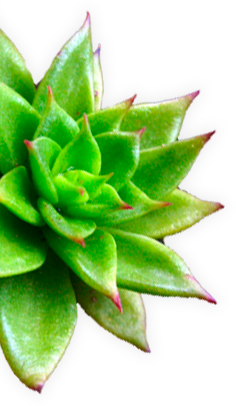 echevias